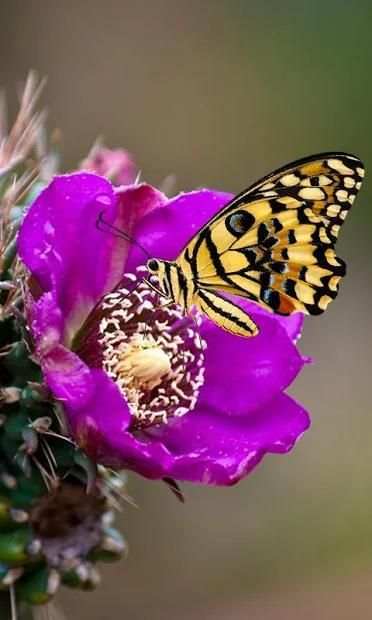 Gesture Lock screen and app lock theme butterfly स्क्रीनशॉट 2