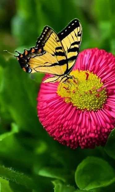 Gesture Lock screen and app lock theme butterfly स्क्रीनशॉट 1