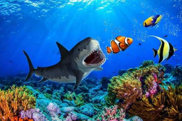 Angry Shark Attack Simulator 2019 स्क्रीनशॉट 9