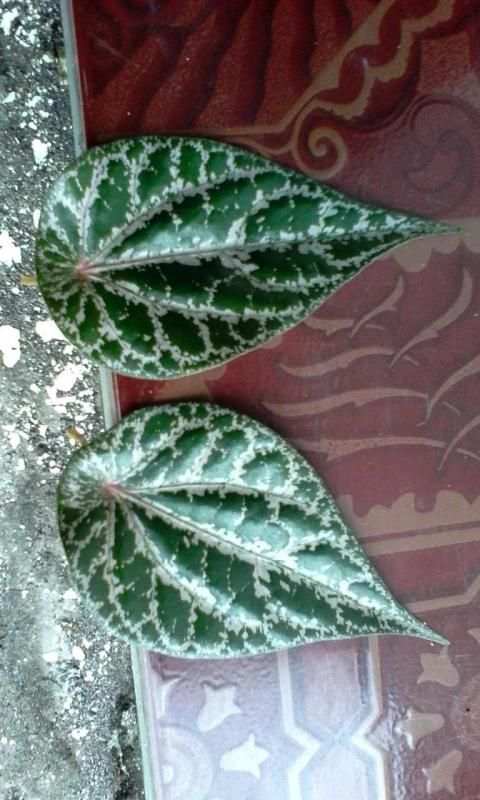 Manfaat Daun-daunan screenshot 2