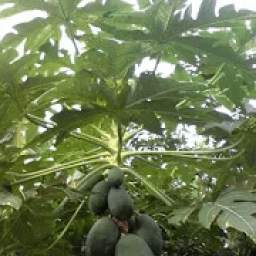 Manfaat Daun-daunan 1.1