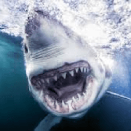 shark run आइकन