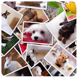 ikon Collage &amp; Stiker Photo