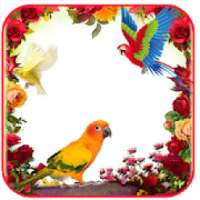 Love Bird Insta DP