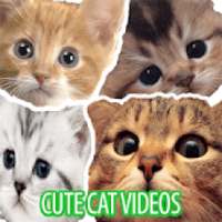 Cute Cat Videos