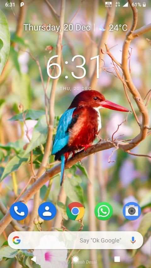 Bird Wallpaper screenshot 1
