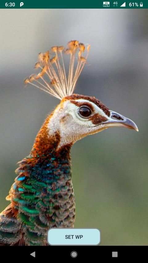 Bird Wallpaper स्क्रीनशॉट 2