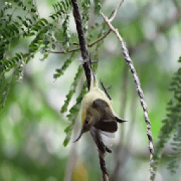 bird trap आइकन