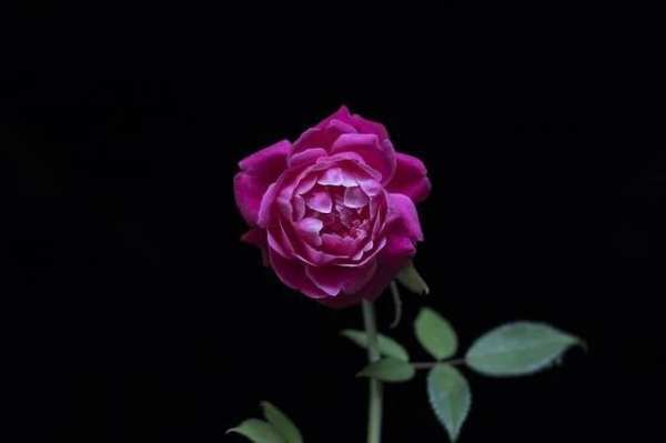 Black Wallpaper HD - 4k स्क्रीनशॉट 6