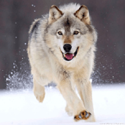 Wolf Wallpapers HD आइकन
