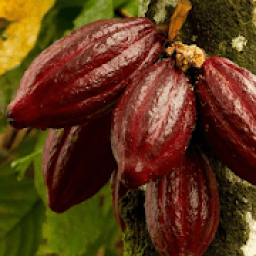 ikon Cocoa Cultivation and Farm
