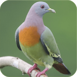 Pikat Punai Jernih icon