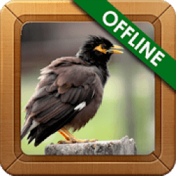 Suara Master Jalak Nias icon