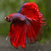 Betta Fish Gallery