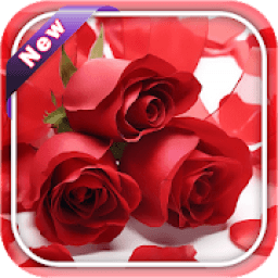 Red Rose Image And Wallpaper आइकन