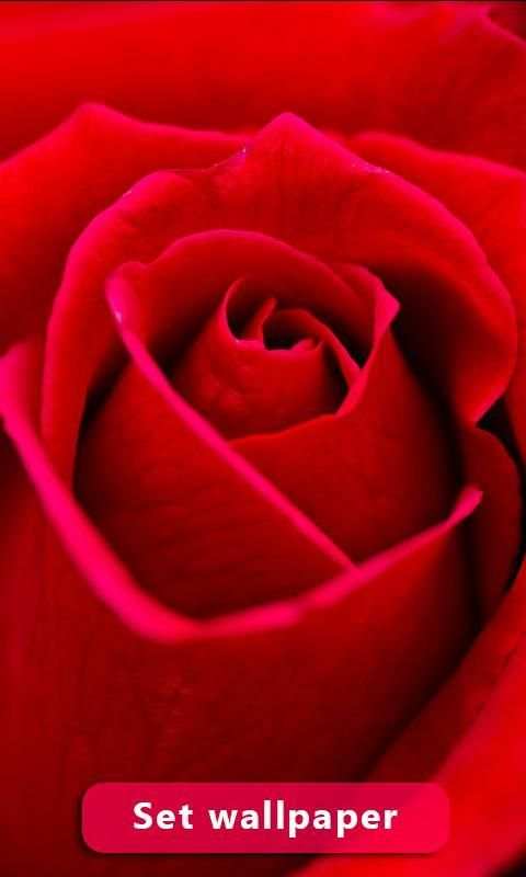 Red Rose Image And Wallpaper स्क्रीनशॉट 6