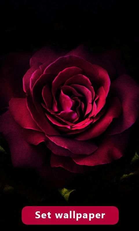 Red Rose Image And Wallpaper स्क्रीनशॉट 1