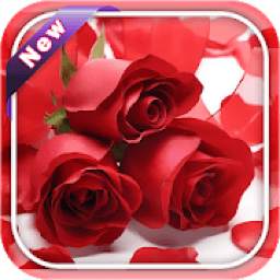 Red Rose Image And Wallpaper