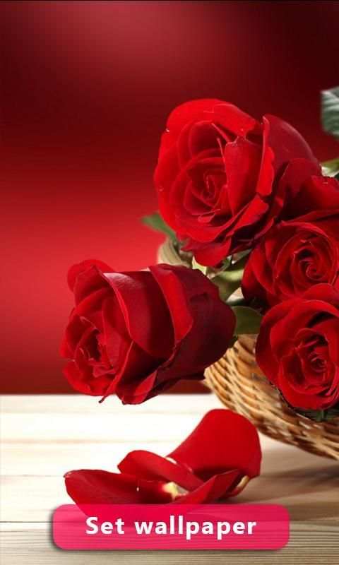 Red Rose Image And Wallpaper स्क्रीनशॉट 5
