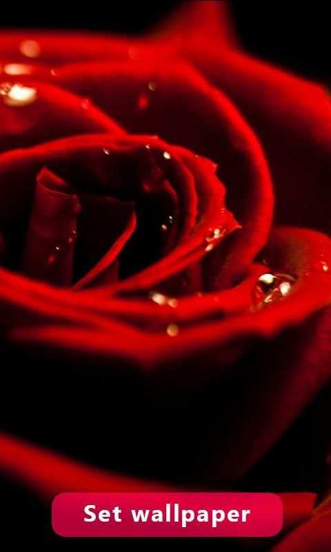Red Rose Image And Wallpaper स्क्रीनशॉट 2