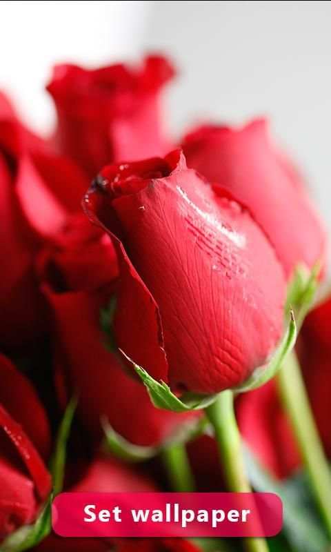 Red Rose Image And Wallpaper स्क्रीनशॉट 4