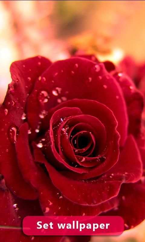 Red Rose Image And Wallpaper स्क्रीनशॉट 3