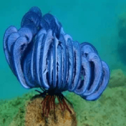 ikon Creative Sea World