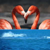 Picture Match. Brain Game