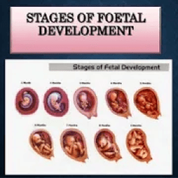 ikon Fetal development stages