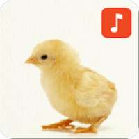 Baby Chicken Sounds