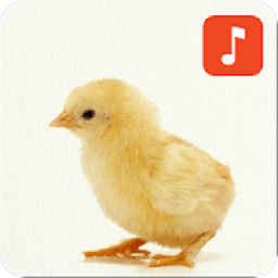 ikon Baby Chicken Sounds