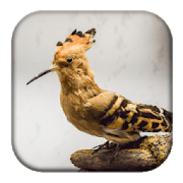 Hoopoe Bird Song आइकन