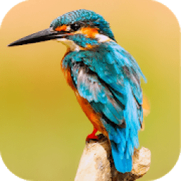 ikon Birds Jigsaw Puzzle