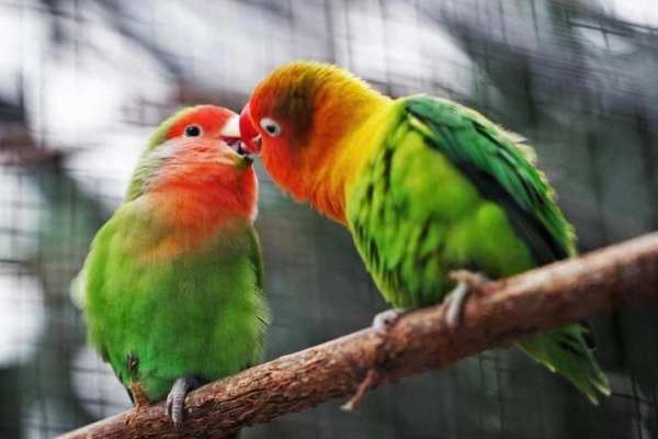Birds Jigsaw Puzzle स्क्रीनशॉट 2