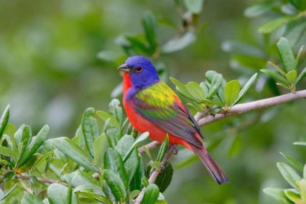 Birds Jigsaw Puzzle स्क्रीनशॉट 1