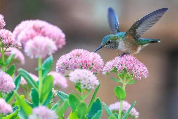 Birds Jigsaw Puzzle स्क्रीनशॉट 3