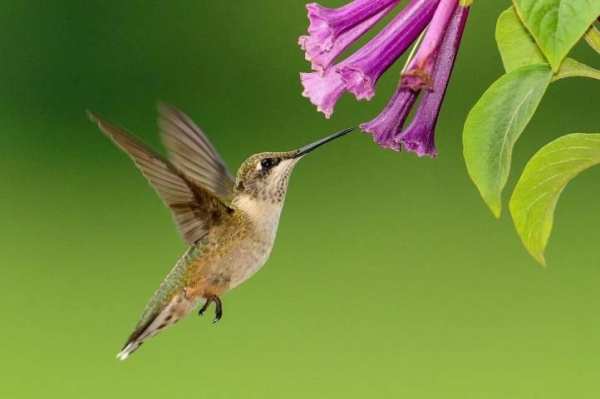 Birds Jigsaw Puzzle स्क्रीनशॉट 5