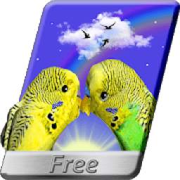 Parrots 3D Live Wallpaper Love Birds FREE