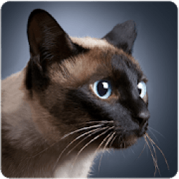 Talking Siamese Cat icon