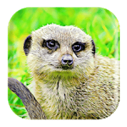 Mongoose Sounds आइकन