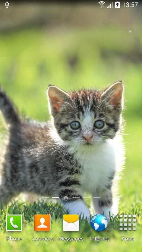 Cat Live Wallpaper screenshot 15
