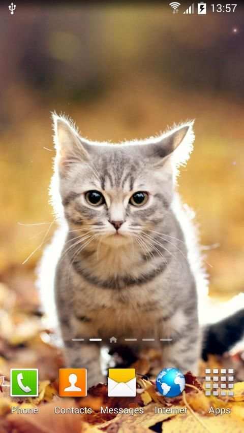 Cat Live Wallpaper screenshot 16