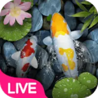 Koi Fish Pond APK Download 2023 - Free - 9Apps Koi Fish Pond APK Download 2023 - Free - 9Apps