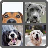 Dog Quiz - Guess The Dog Breeds