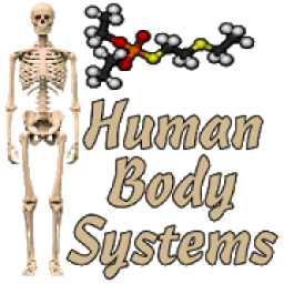 ikon Human Body Systems