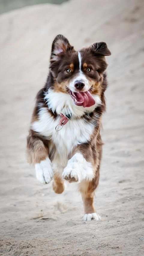 Cute Animal APUS Live Wallpaper screenshot 6