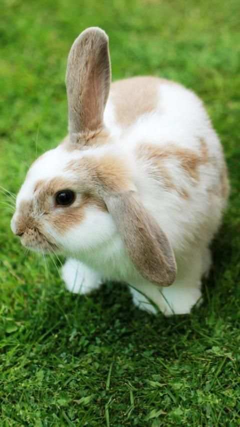 Cute Animal APUS Live Wallpaper screenshot 7