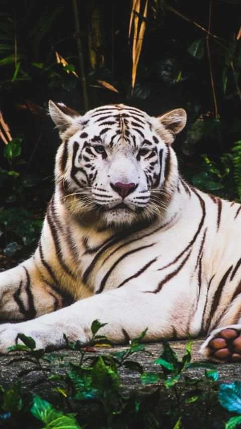 Cute Animal APUS Live Wallpaper screenshot 4