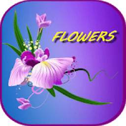 Flowers Images