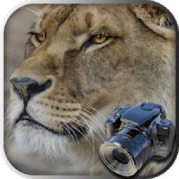 Hidden Animals game : Photo Hunt . Search Objects